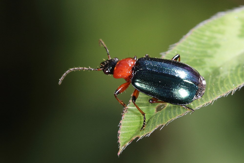 Lebia fulvicollis dell''Elba?